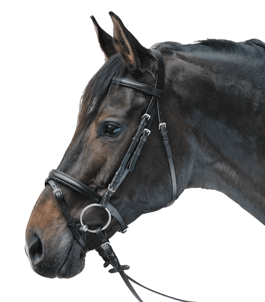 STAR Bridle Lifestyle Padded Black